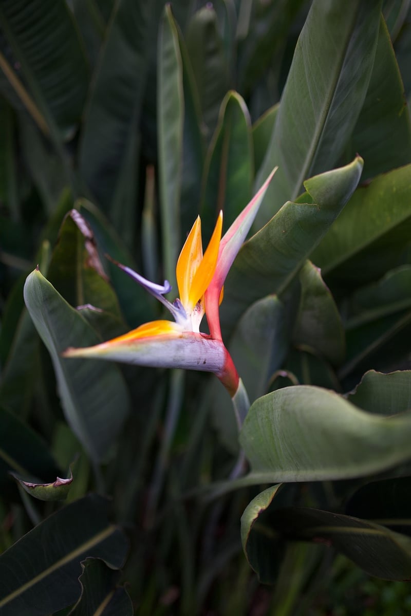 Garden Paradises